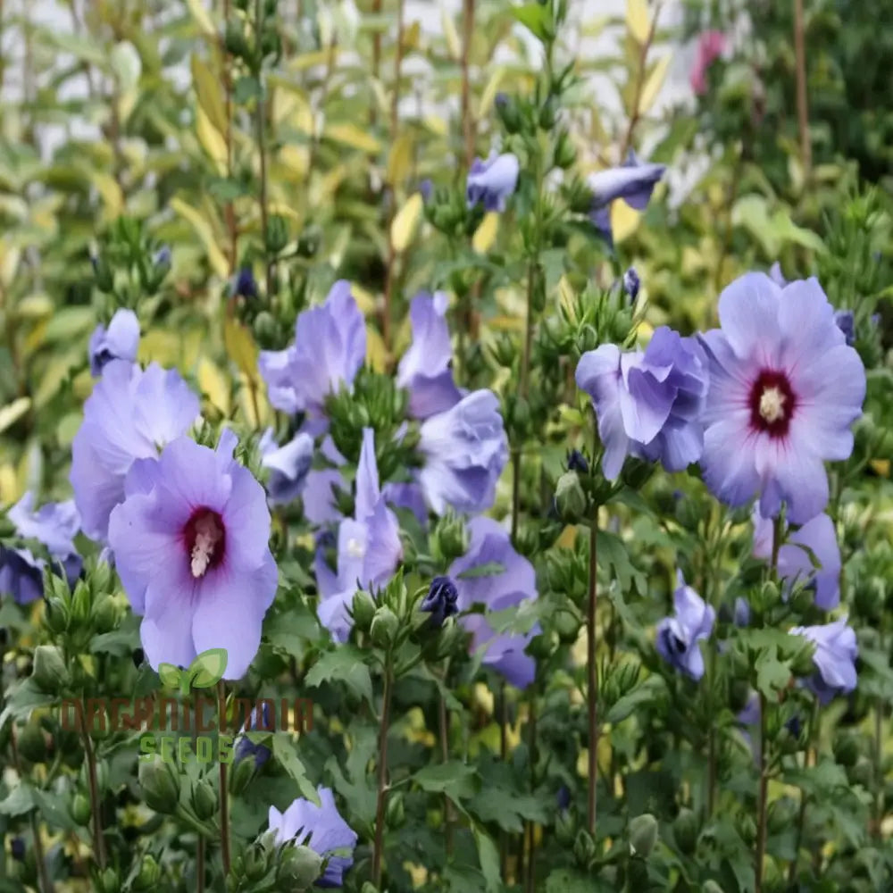 Pink Purple Hibiscus Flower Seeds Perennial Giant Flowers For Tropical Bloom - Premium Flower