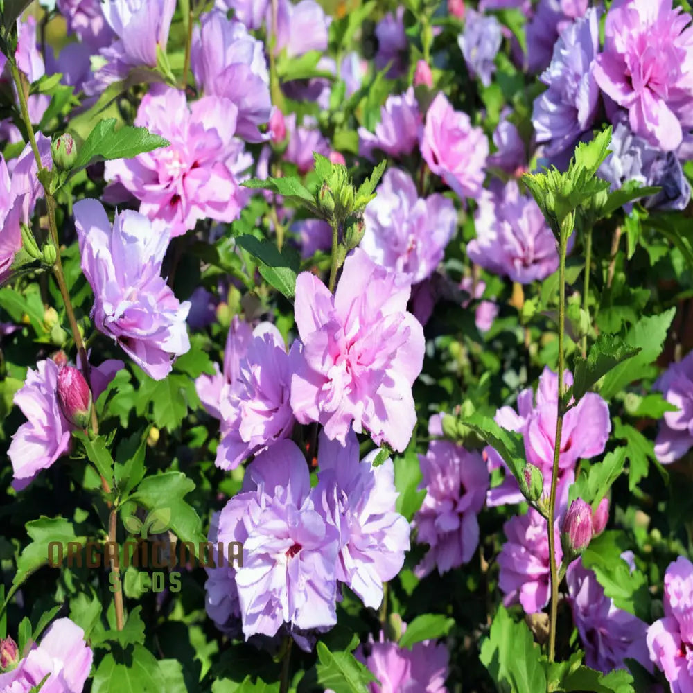 Pink Purple Hibiscus Flower Seeds Perennial Giant Flowers For Tropical Bloom - Premium Flower