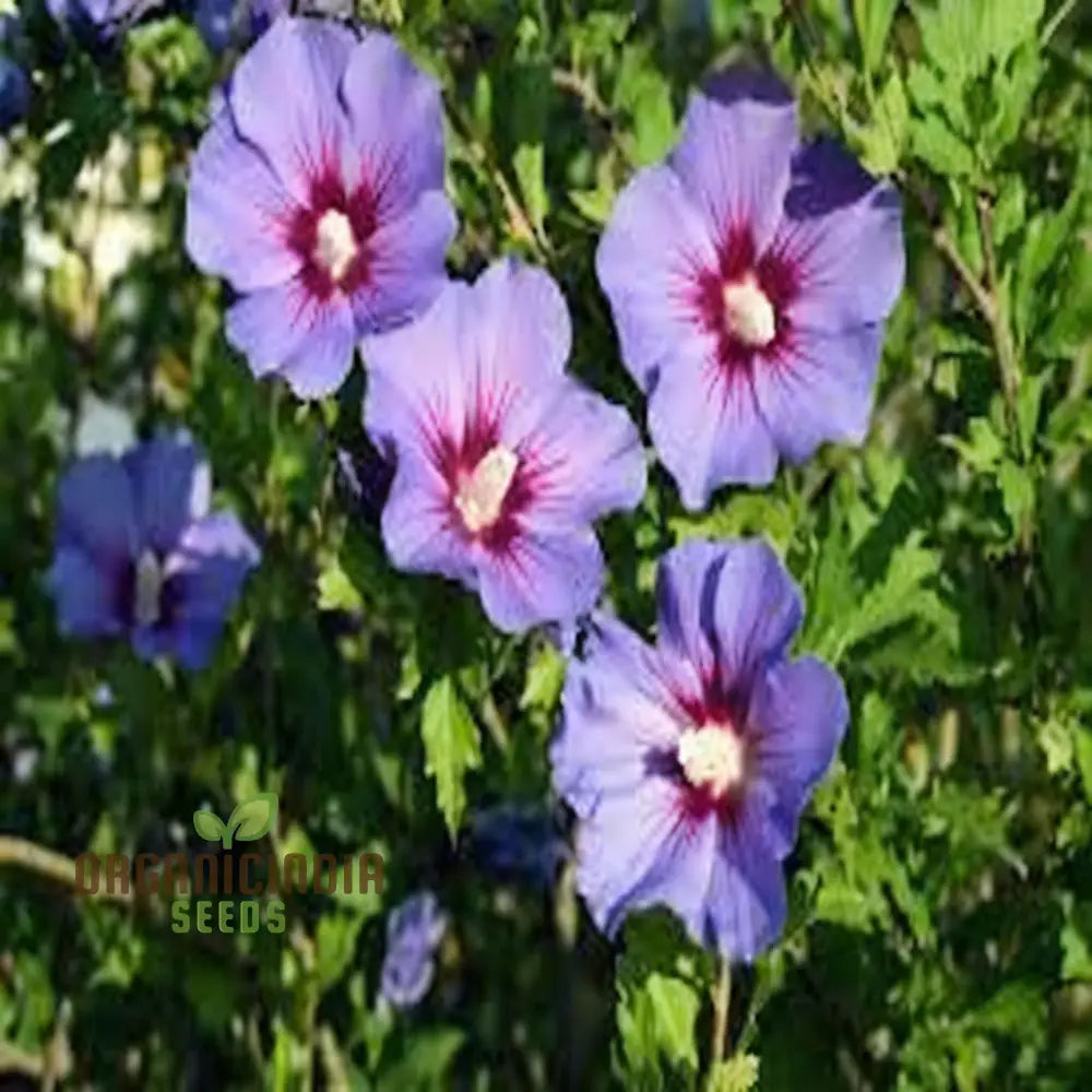 Pink Purple Hibiscus Flower Seeds Perennial Giant Flowers For Tropical Bloom - Premium Flower