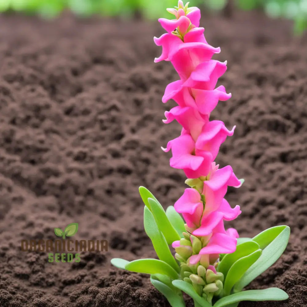 Pink Snapdragon Seeds Antirrhinum Dragon Flower Annuals