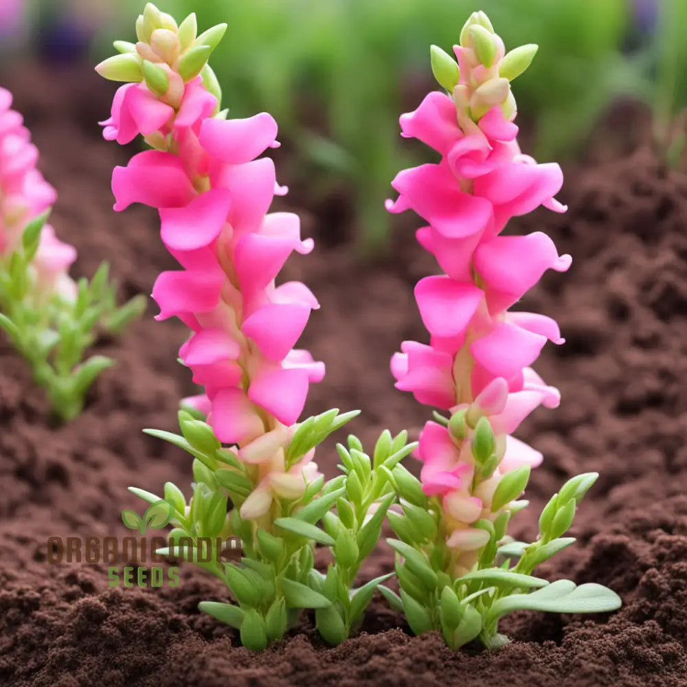 Pink Snapdragon Seeds Antirrhinum Dragon Flower Annuals