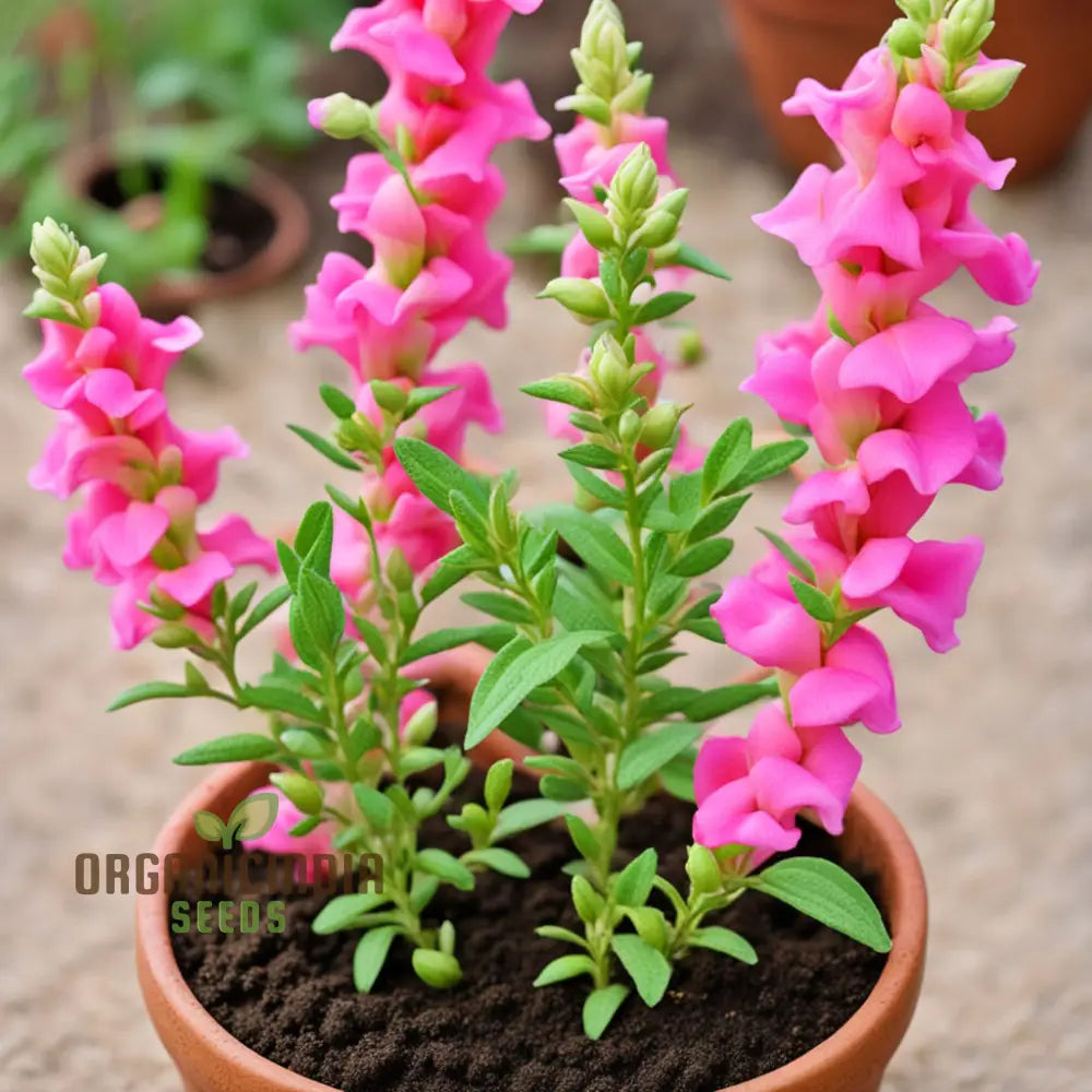 Pink Snapdragon Seeds Antirrhinum Dragon Flower Annuals