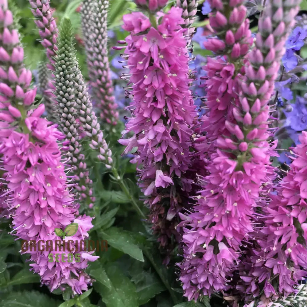 Pink Speedwell Veronica Flower Seeds - Graceful Blooms For Delicate Garden Borders Seeds