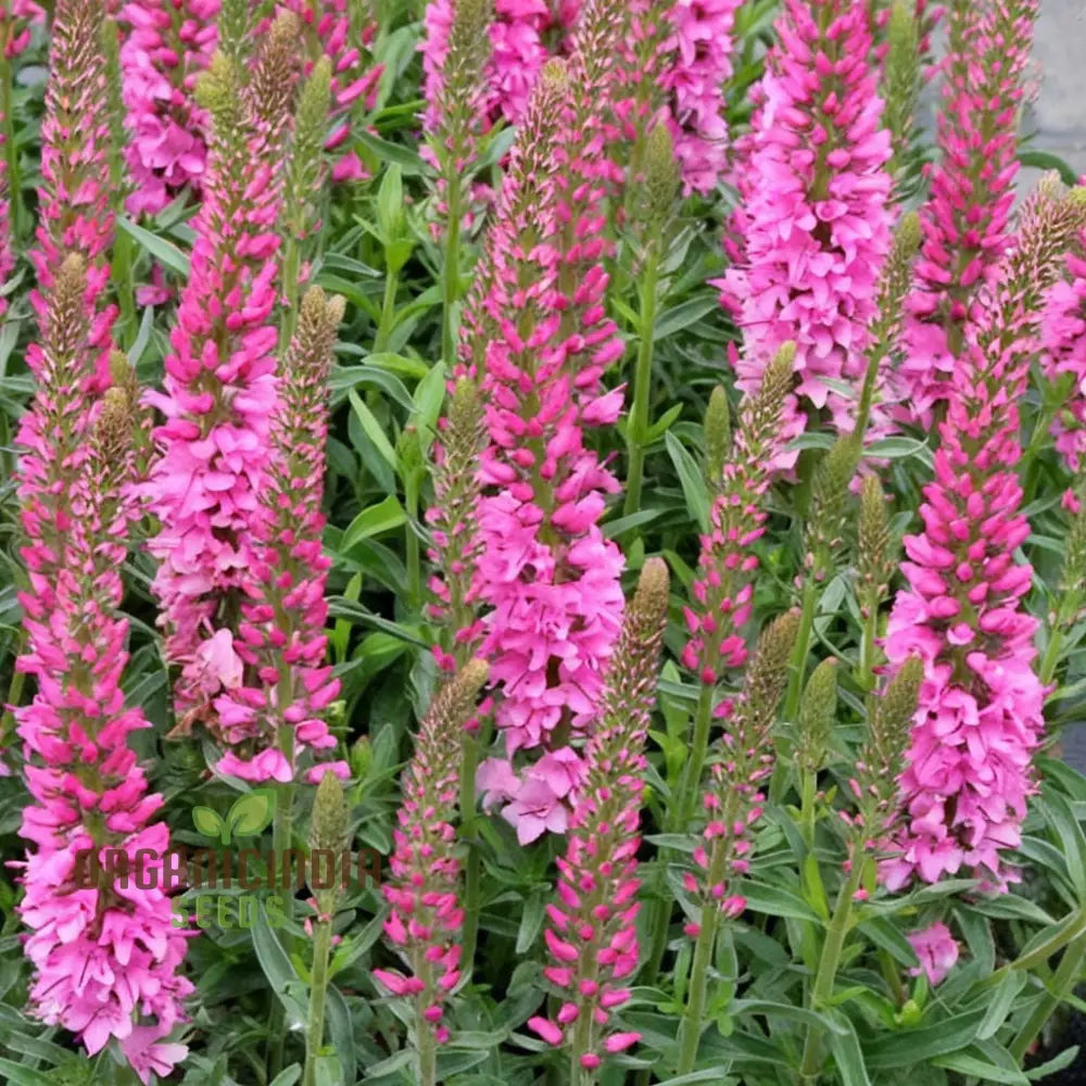 Pink Speedwell Veronica Flower Seeds - Graceful Blooms For Delicate Garden Borders Seeds