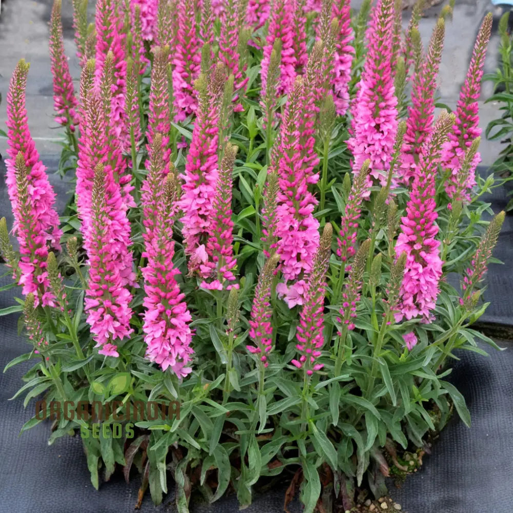 Pink Speedwell Veronica Flower Seeds - Graceful Blooms For Delicate Garden Borders Seeds