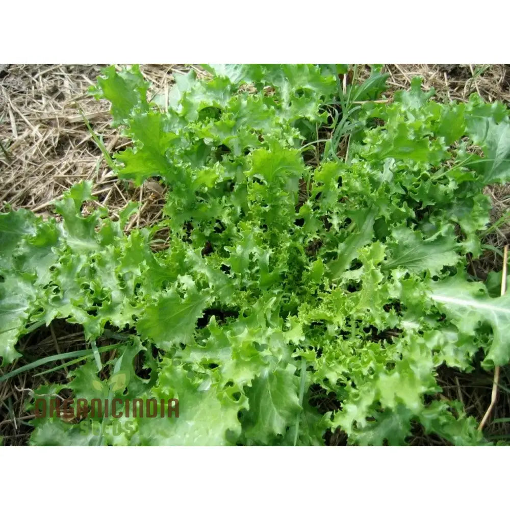 Pink Star Endive Vegetable Seeds Perfect For Your Garden Premium Quality Gardening Enthusiasts