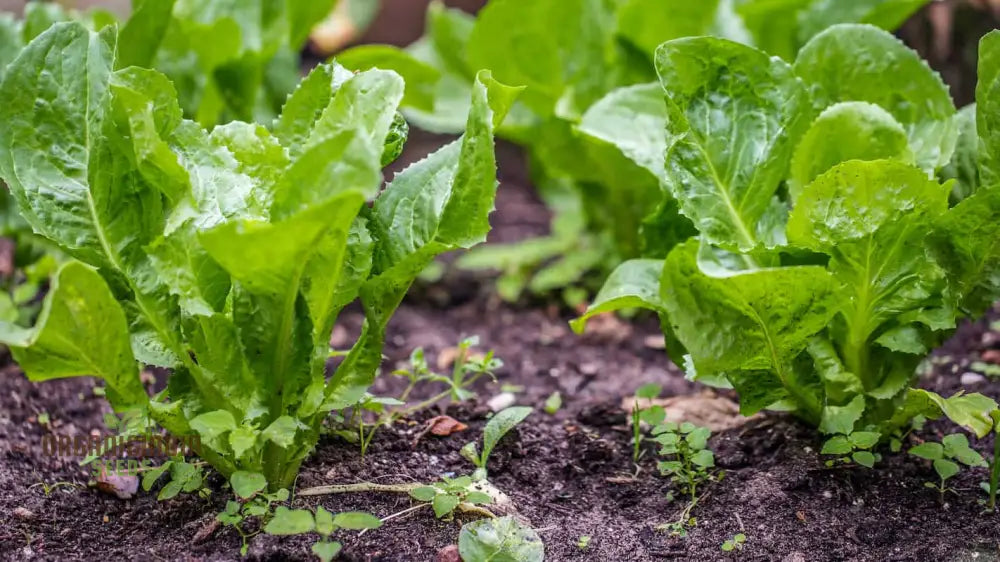 Pink Star Endive Vegetable Seeds Perfect For Your Garden Premium Quality Gardening Enthusiasts