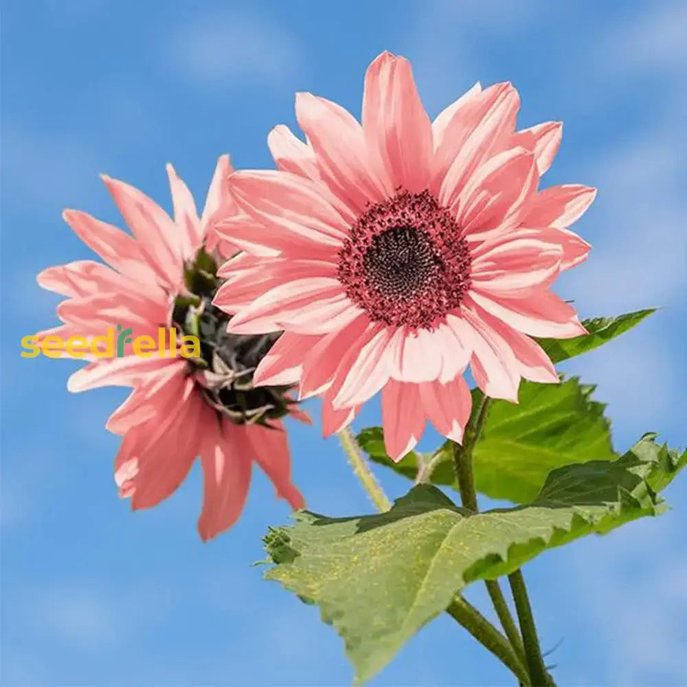 Pink Sunflower Seeds - Perfect For Planting Flower