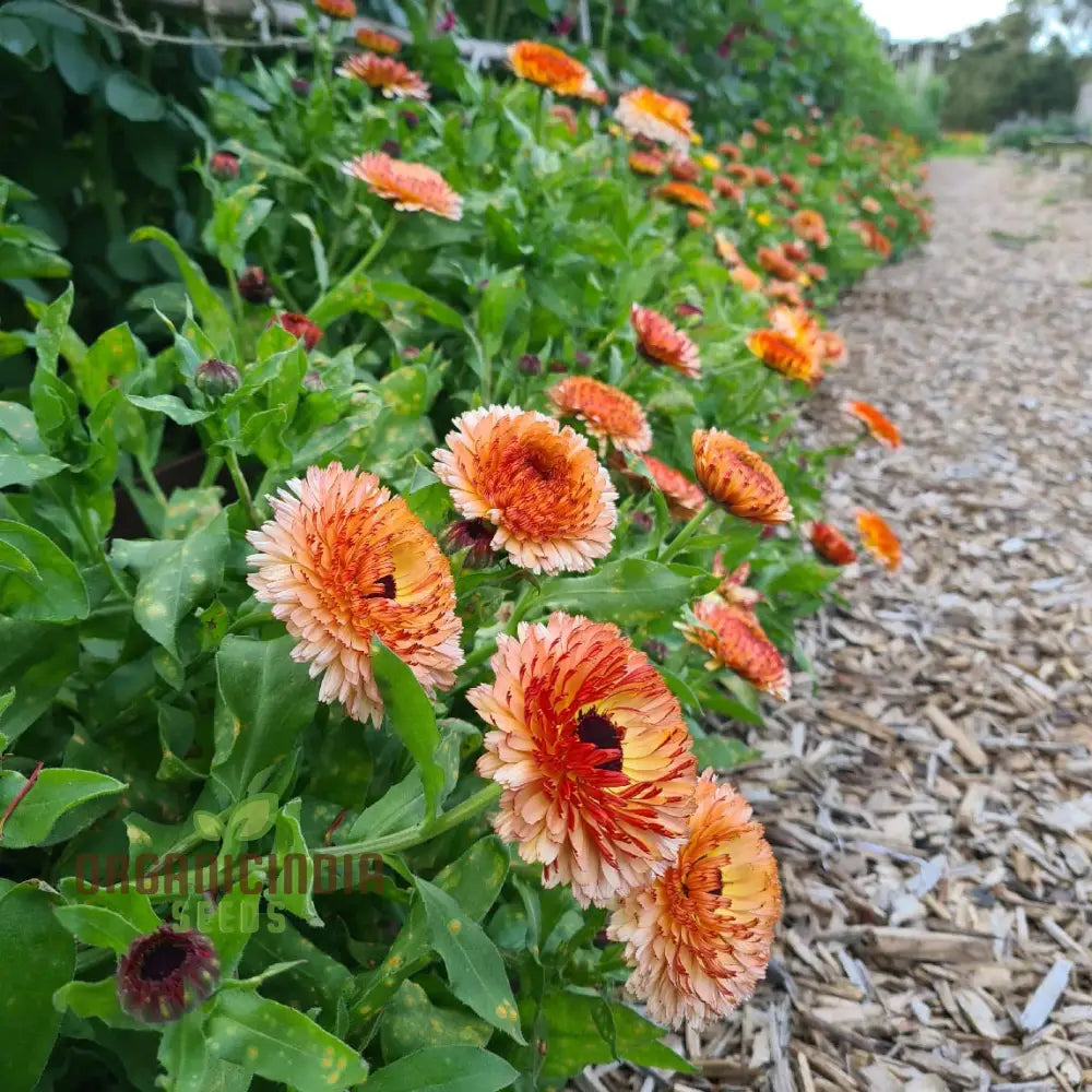 Pink Surprise Calendula Seeds - Delightful Blooms For Your Gardenâ€™s Visual Appeal