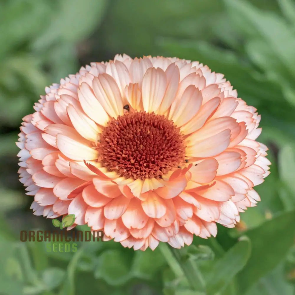 Pink Surprise Calendula Seeds - Delightful Blooms For Your Gardenâ€™s Visual Appeal