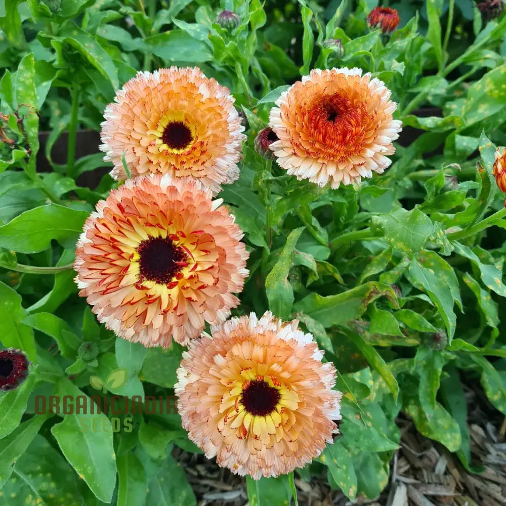 Pink Surprise Calendula Seeds - Delightful Blooms For Your Gardenâ€™s Visual Appeal