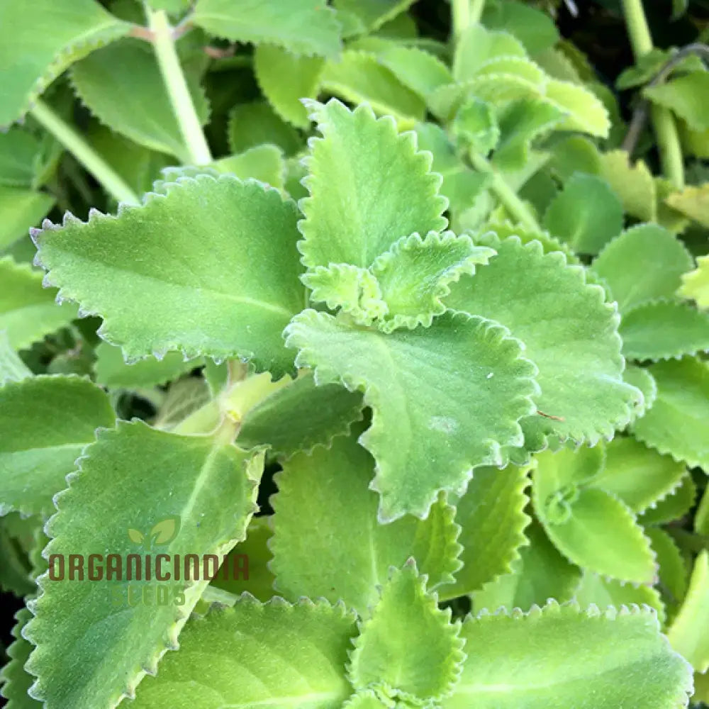 Pink Tin Cuban Oregano Seeds Aka (Broad Leaf Thyme) Spanish Thyme Mexican Mint (100Pcs)