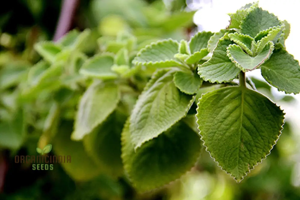 Pink Tin Cuban Oregano Seeds Aka (Broad Leaf Thyme) Spanish Thyme Mexican Mint (100Pcs)