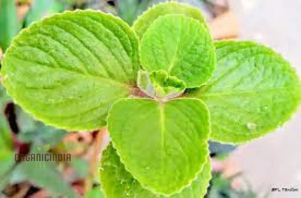 Pink Tin Cuban Oregano Seeds Aka (Broad Leaf Thyme) Spanish Thyme Mexican Mint (100Pcs)