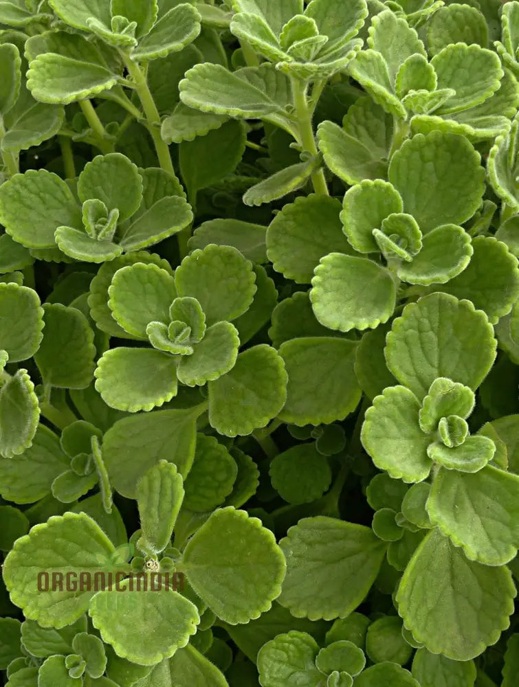 Pink Tin Cuban Oregano Seeds Aka (Broad Leaf Thyme) Spanish Thyme Mexican Mint (100Pcs)