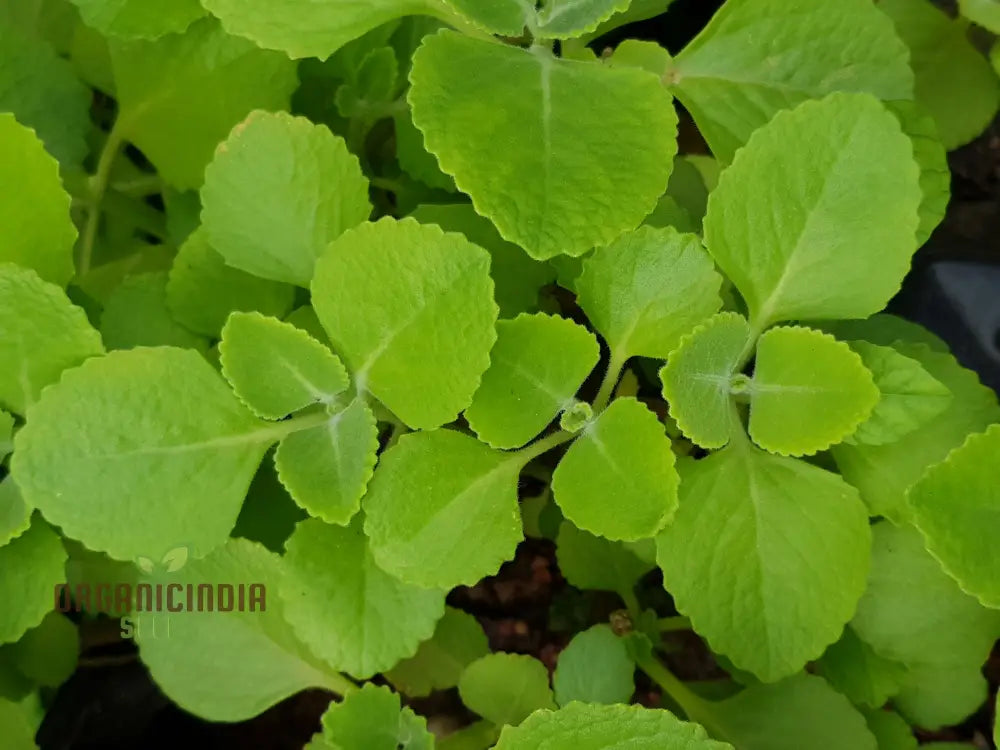 Pink Tin Cuban Oregano Seeds Aka (Broad Leaf Thyme) Spanish Thyme Mexican Mint (100Pcs)