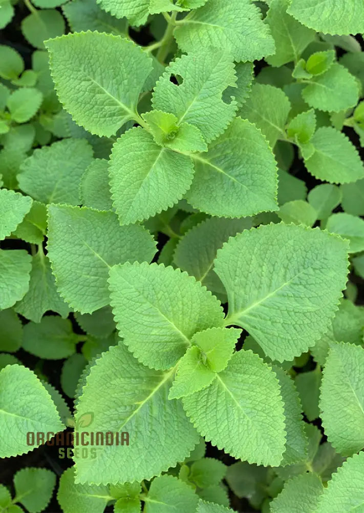 Pink Tin Cuban Oregano Seeds Aka (Broad Leaf Thyme) Spanish Thyme Mexican Mint (100Pcs)