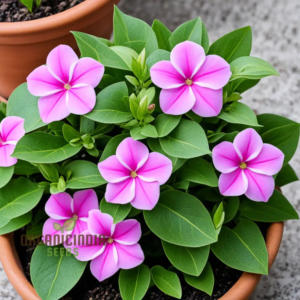 Pink Vinca Rosea Flower Seeds For Gardening & Planting - 100 Pcs Annuals