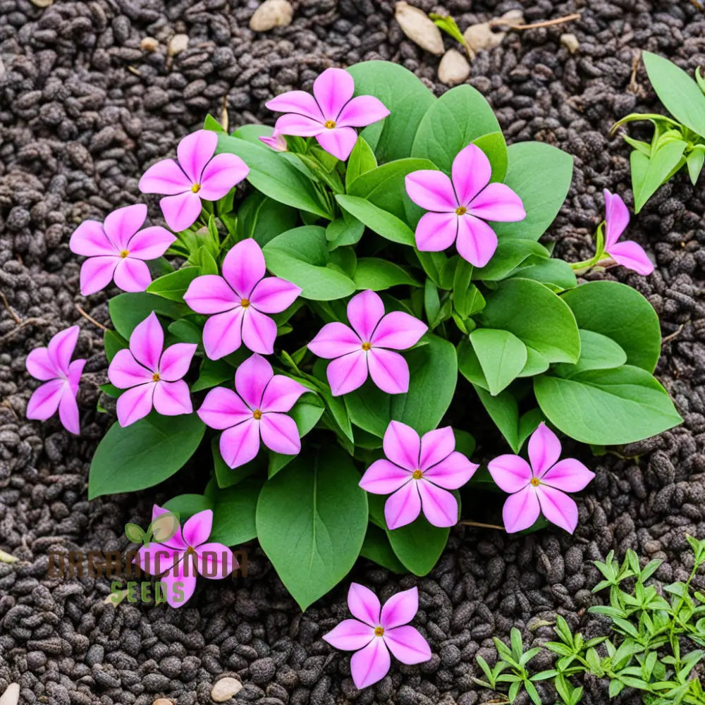 Pink Vinca Rosea Flower Seeds For Gardening & Planting - 100 Pcs Annuals