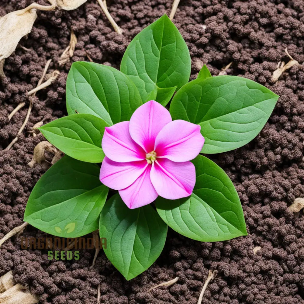 Pink Vinca Rosea Flower Seeds For Gardening & Planting - 100 Pcs Annuals