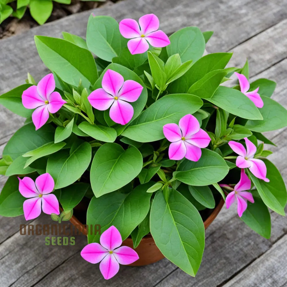 Pink Vinca Rosea Flower Seeds For Gardening & Planting - 100 Pcs Annuals