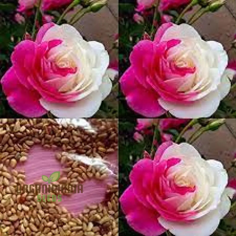 Pink & White Rose Flower Seeds For Planting Beautiful Dual-Color Roses High-Quality Home Garden