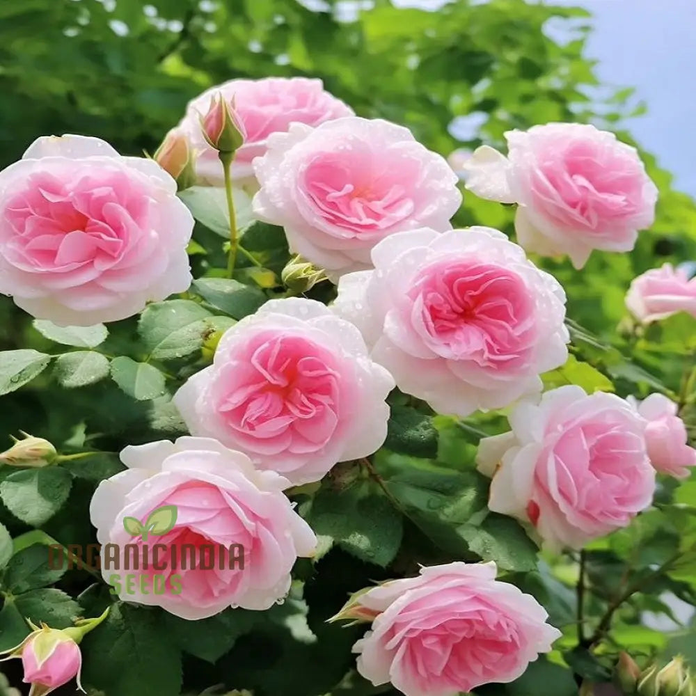 Pink & White Rose Flower Seeds For Planting Beautiful Dual-Color Roses High-Quality Home Garden