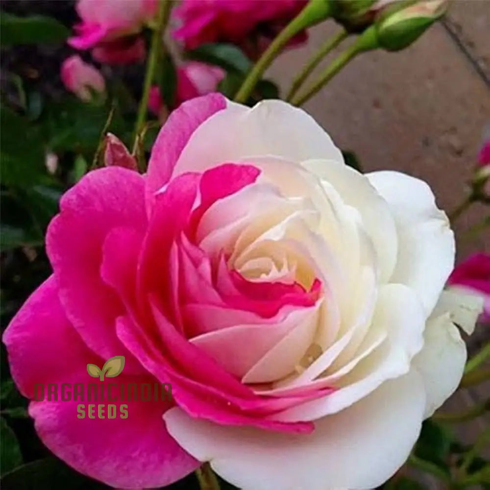 Pink & White Rose Flower Seeds For Planting Beautiful Dual-Color Roses High-Quality Home Garden