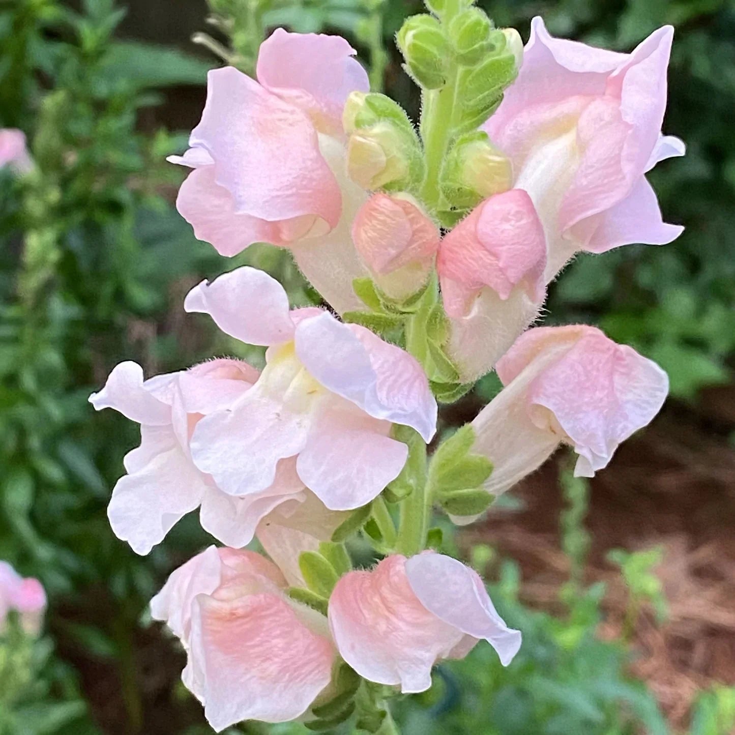 Soft Pink Snapdragon Flower Seeds , Delicate & Charming Blooms