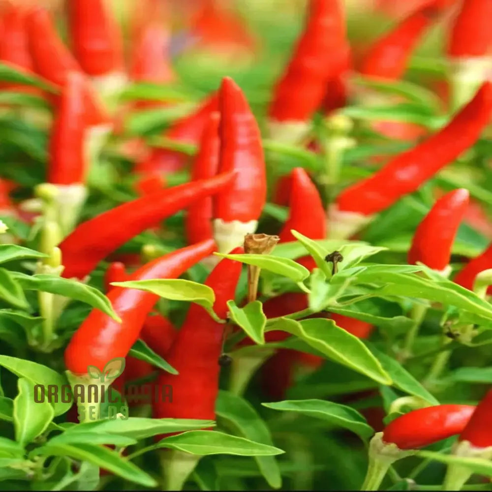 Piri Chili African Bird’s Eye Hot Pepper Seeds - Premium Quality For Fiery Peppers Vegetable