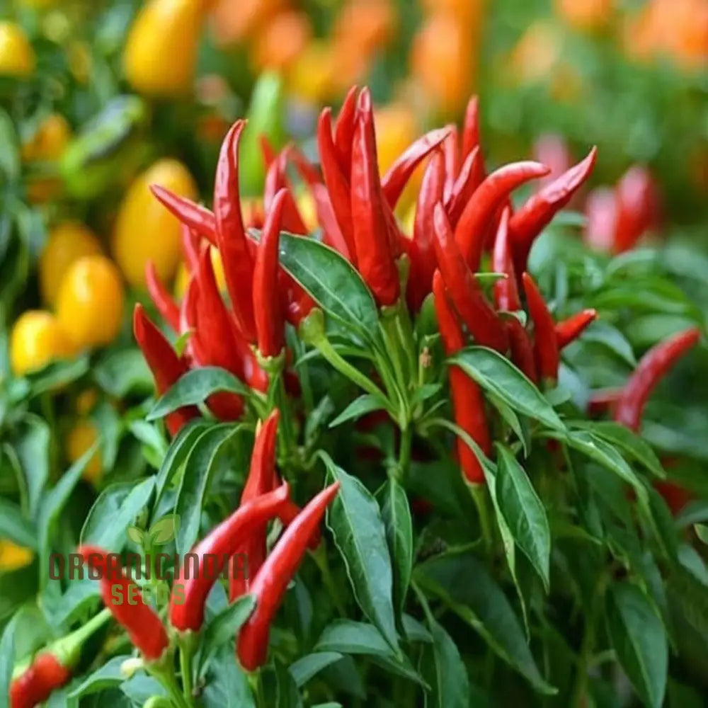 Piri Chili African Bird’s Eye Hot Pepper Seeds - Premium Quality For Fiery Peppers Vegetable