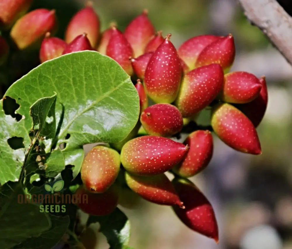 Pista Badam Plant Pistachio Nut Grafted Healthy Grening (100Pcs)