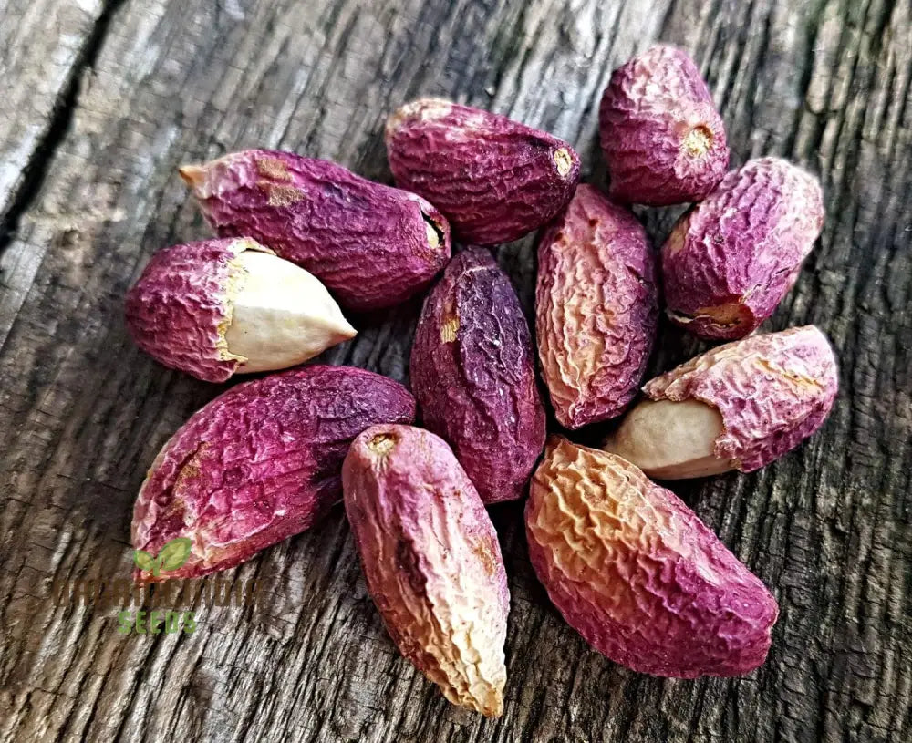 Pista Badam Plant Pistachio Nut Grafted Healthy Grening (100Pcs)