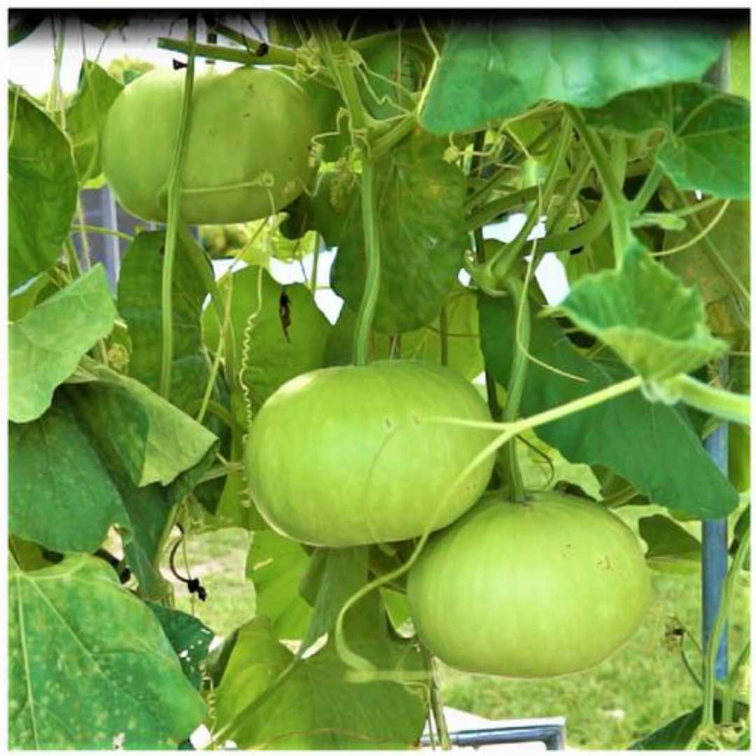 Bottle Gourd Round Seeds - Premium Quality for Planting and Gardening