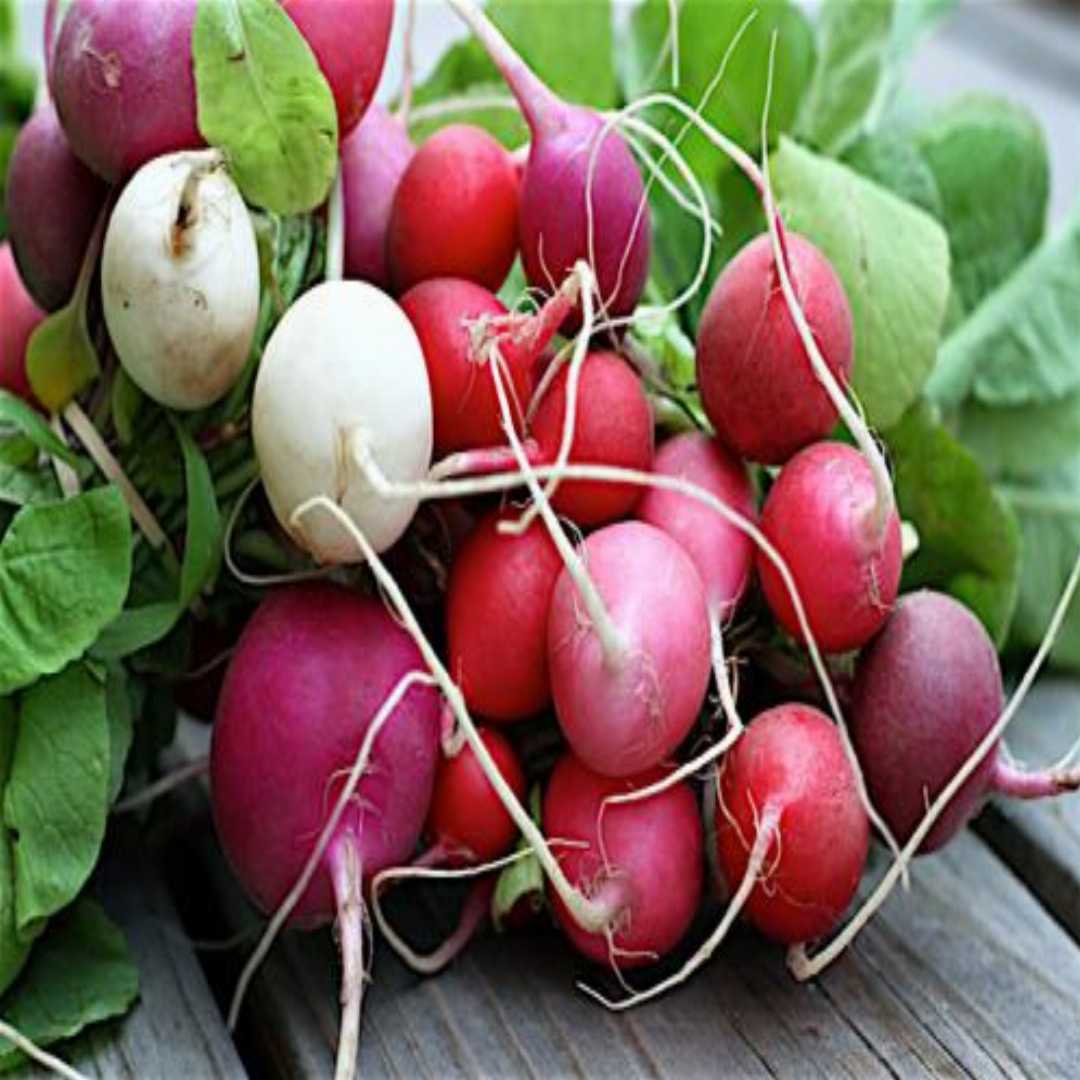 Graines de radis pastèque pour planter un héritage sans OGM, planter et cultiver du radis dans le jardin extérieur de la maison pour (100 graines)