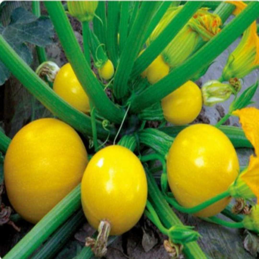 Graines de légumes rondes jaunes de courge Globe à planter, faites pousser de délicieuses courges rondes jaunes