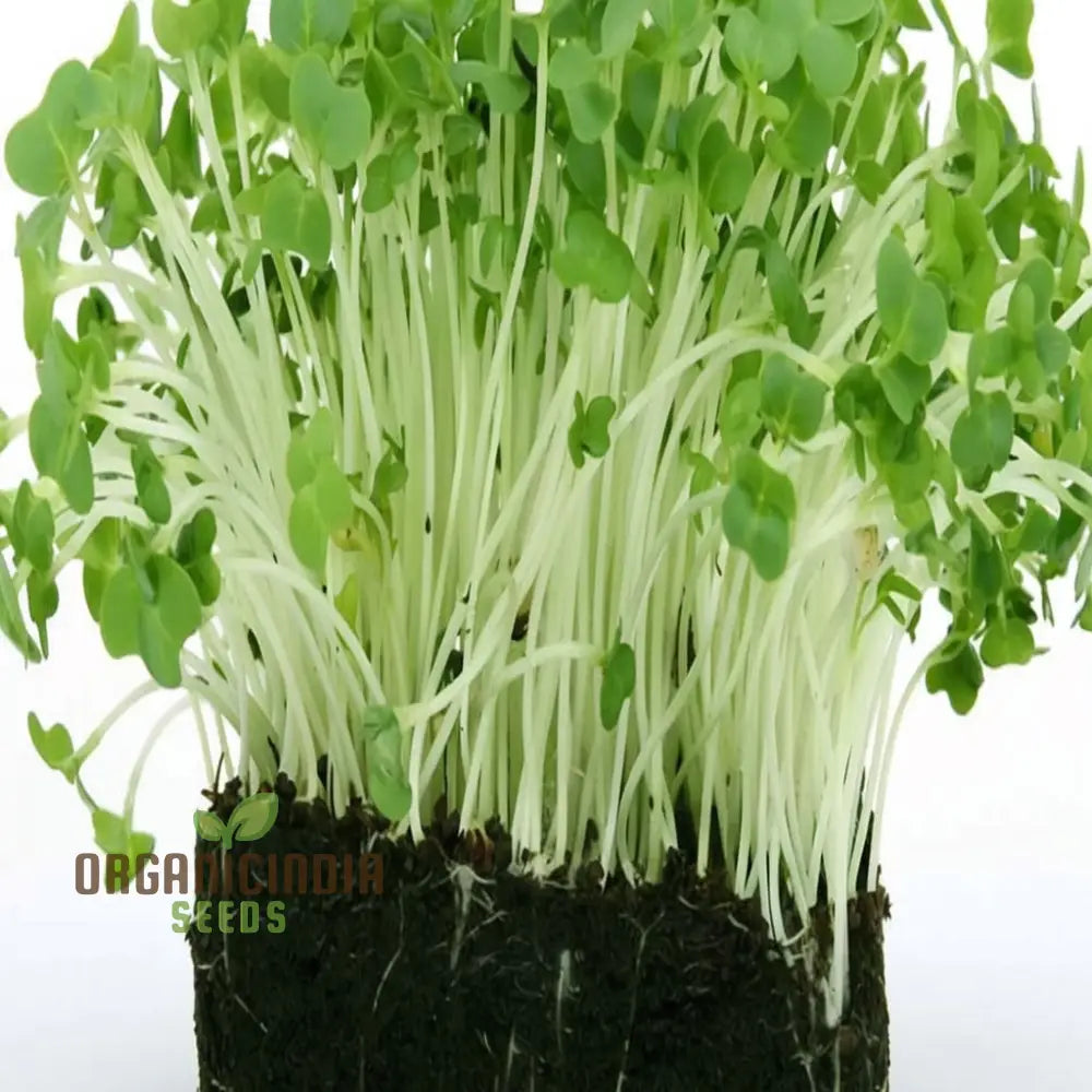 Plain/Curled/Common Cress Seeds - Crisp And Peppery Greens For Salads Garnishes Herb