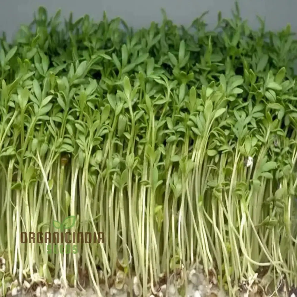 Plain/Curled/Common Cress Seeds - Crisp And Peppery Greens For Salads Garnishes Herb