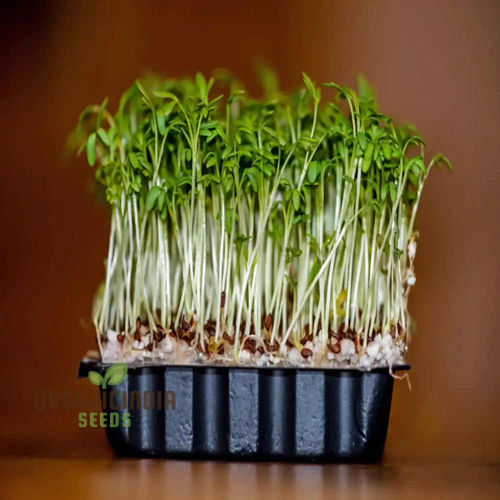 Plain/Curled/Common Cress Seeds - Crisp And Peppery Greens For Salads Garnishes Herb