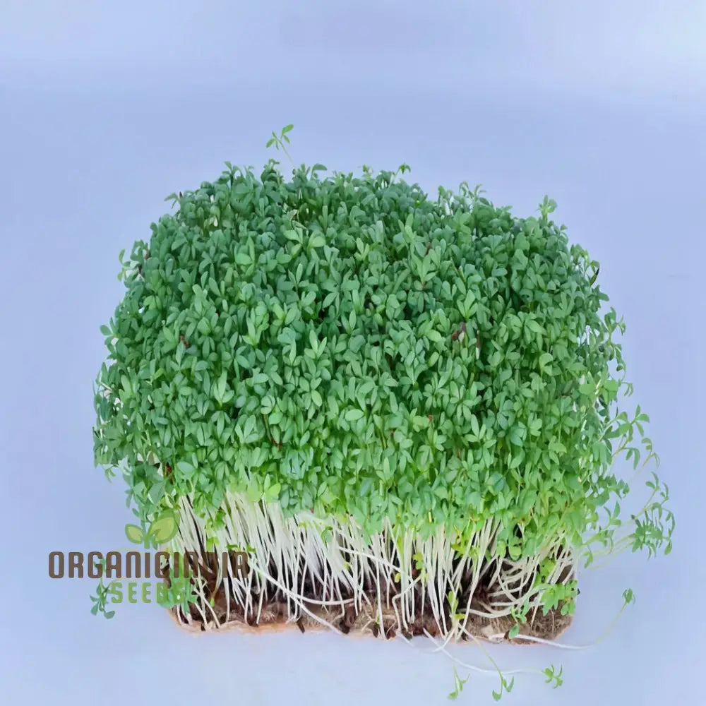 Plain/Curled/Common Cress Seeds - Crisp And Peppery Greens For Salads Garnishes Herb