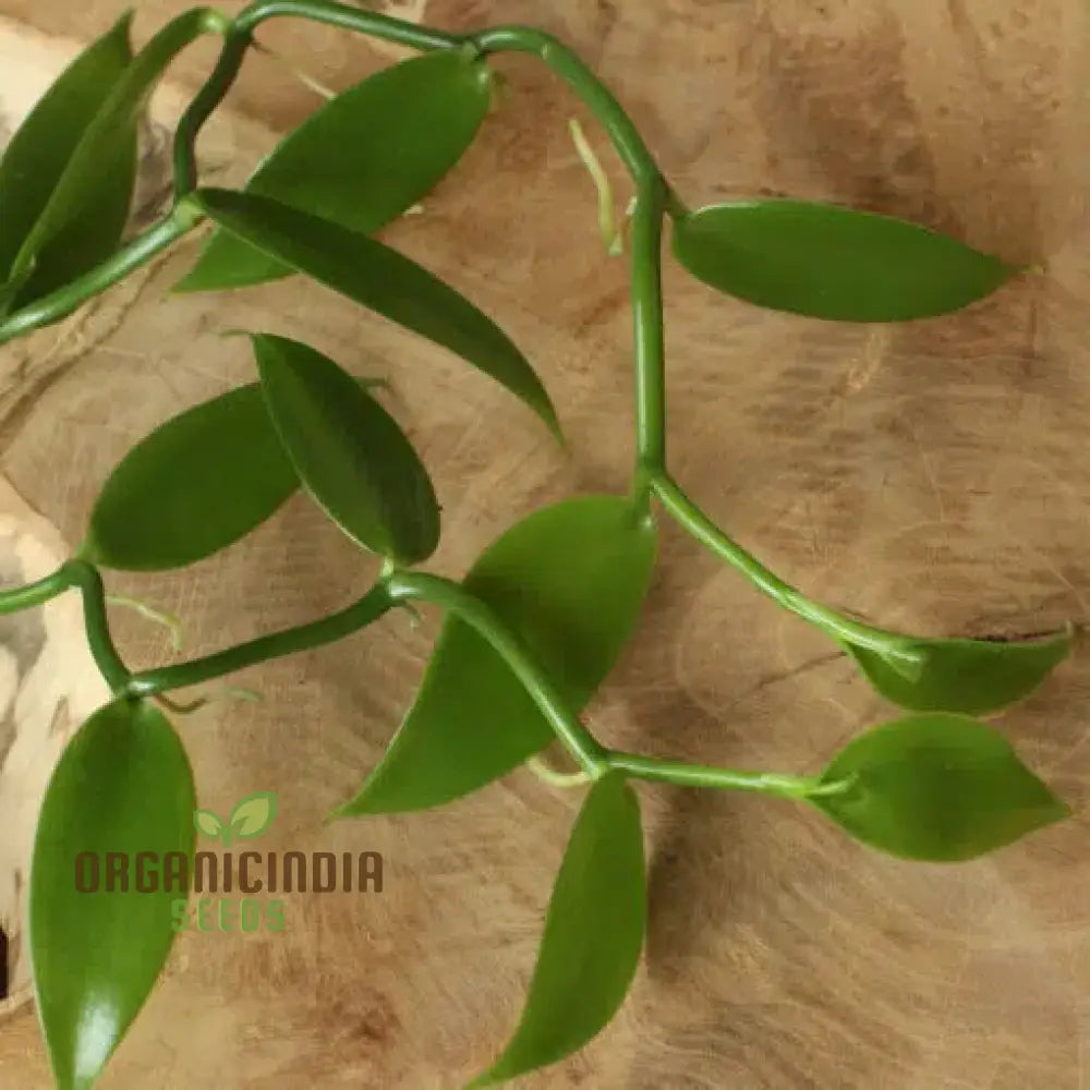 Planifolia Orchid Vanilla (100Pcs)