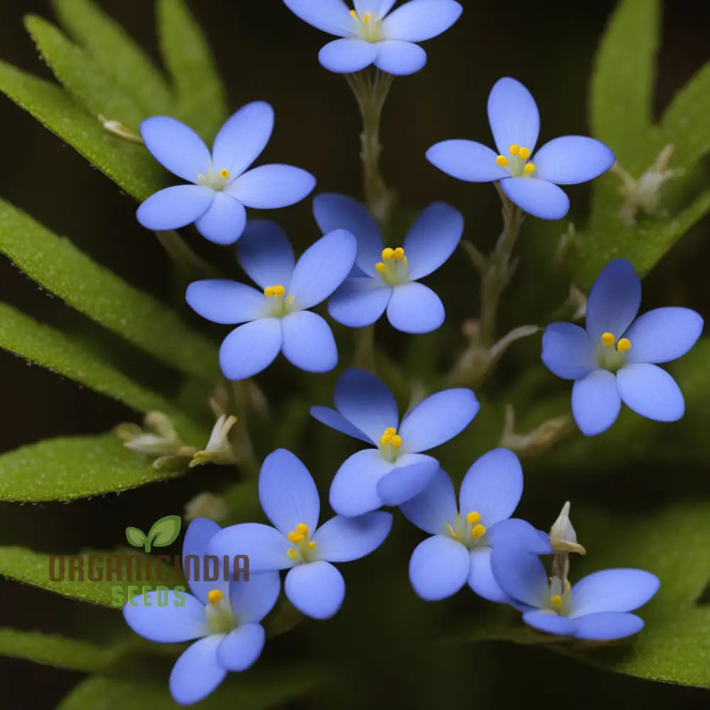 Plant Bluets Houstonia Flower Seeds For Stunning Blossoms â€“ The Ultimate Gardening Experience