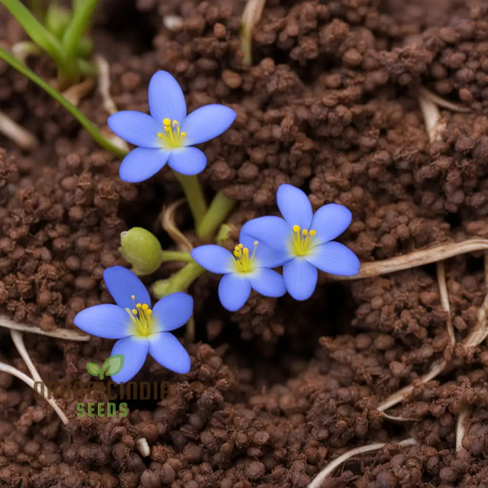 Plant Bluets Houstonia Flower Seeds For Stunning Blossoms â€“ The Ultimate Gardening Experience