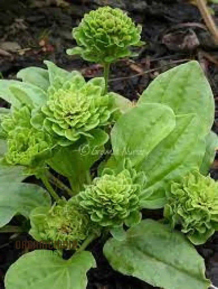 Plantago Rosularis ’Bowles’ Variety’ Seeds – Elevate Your Gardening With Rare Exquisite Blooms!