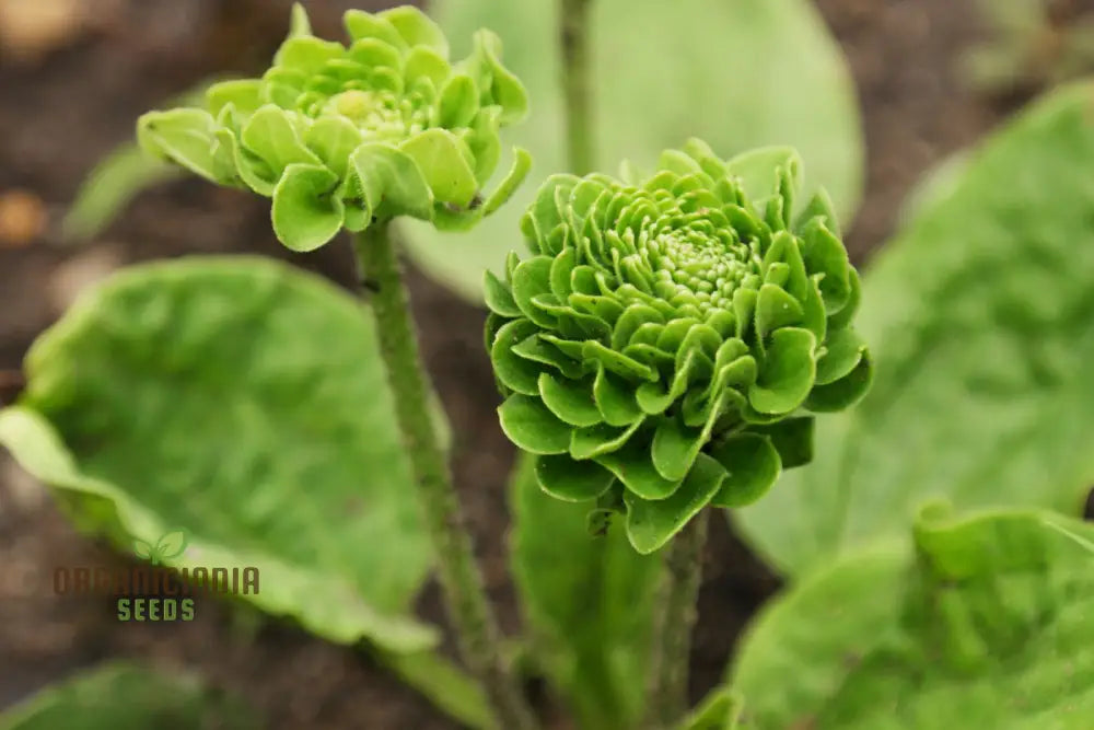 Plantago Rosularis ’Bowles’ Variety’ Seeds – Elevate Your Gardening With Rare Exquisite Blooms!