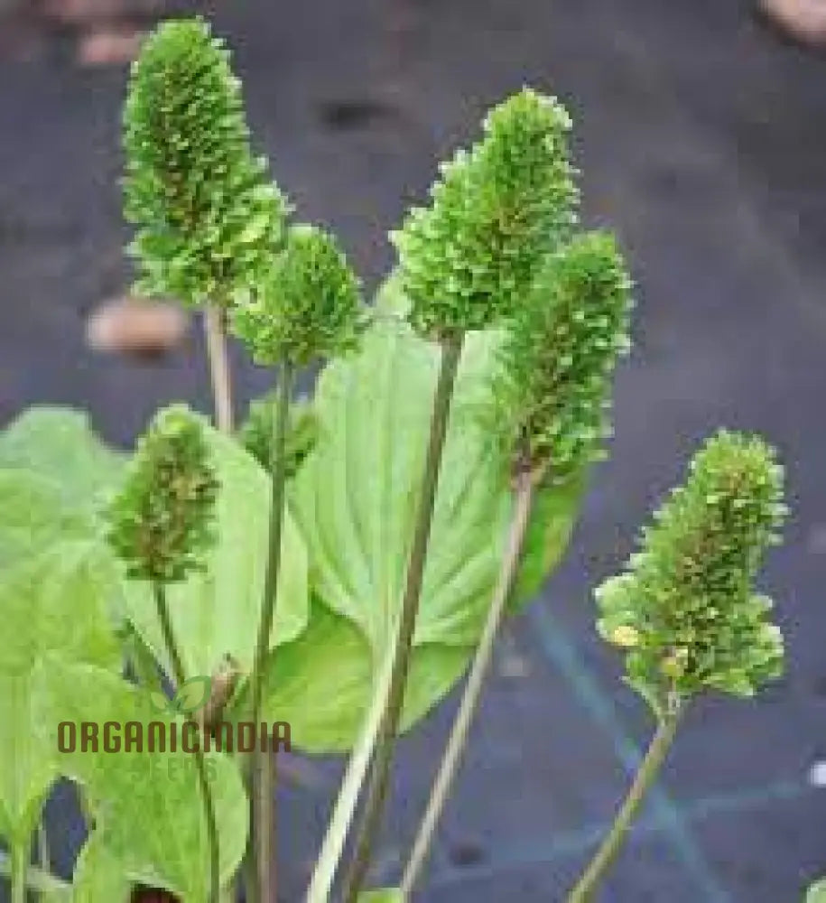 Plantago Rosularis ’Bowles’ Variety’ Seeds – Elevate Your Gardening With Rare Exquisite Blooms!