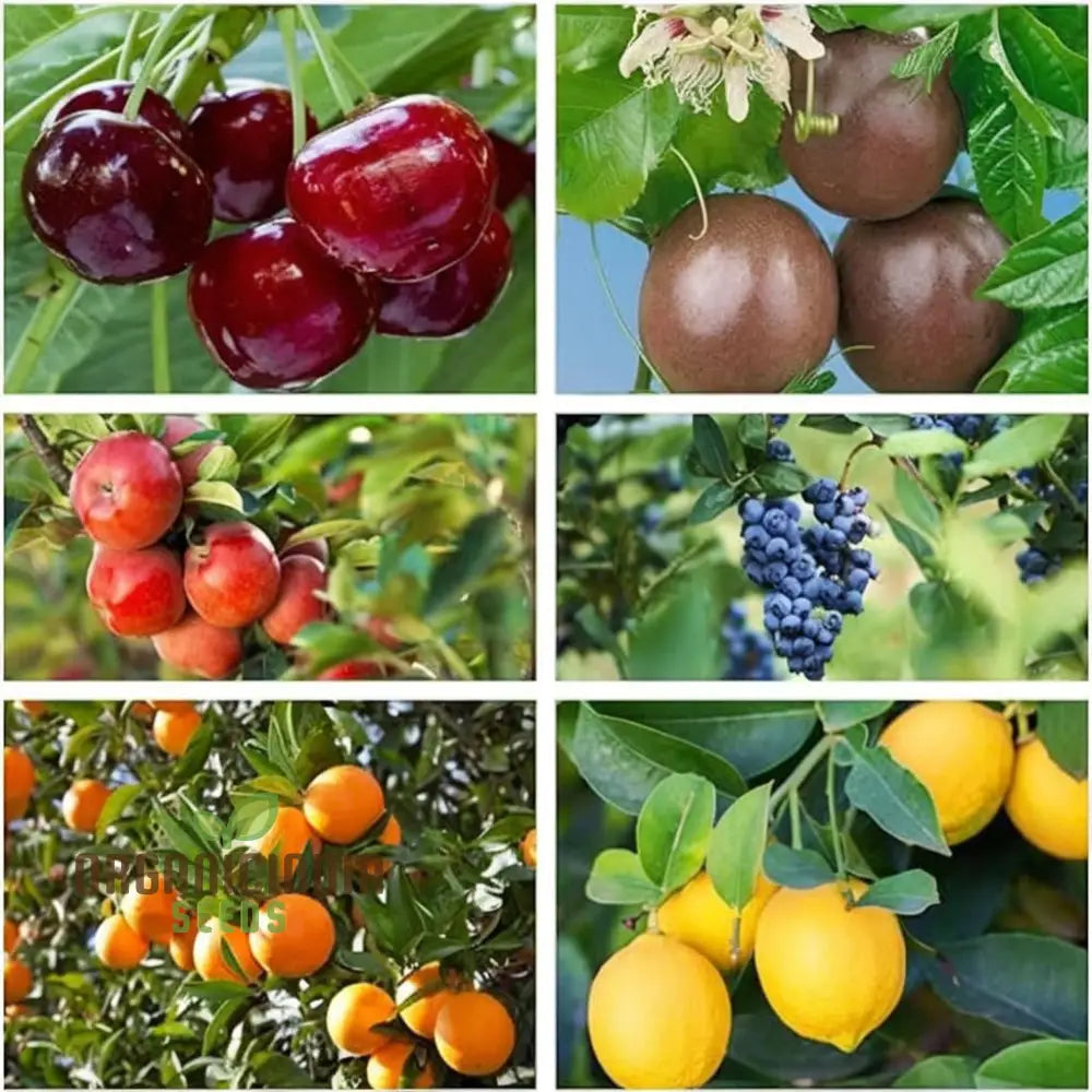 Planting A Diverse Fruit Garden A Complete Guide To Growing Fresh Lemon Cherry Orange Apple Passion