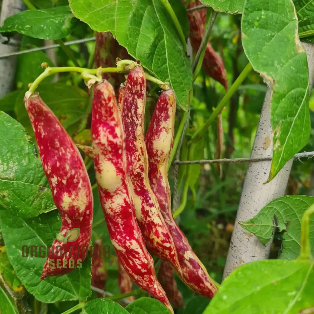 Planting And Gardening With Borlotti Bean Seeds An In-Depth Guide To Growing This Versatile