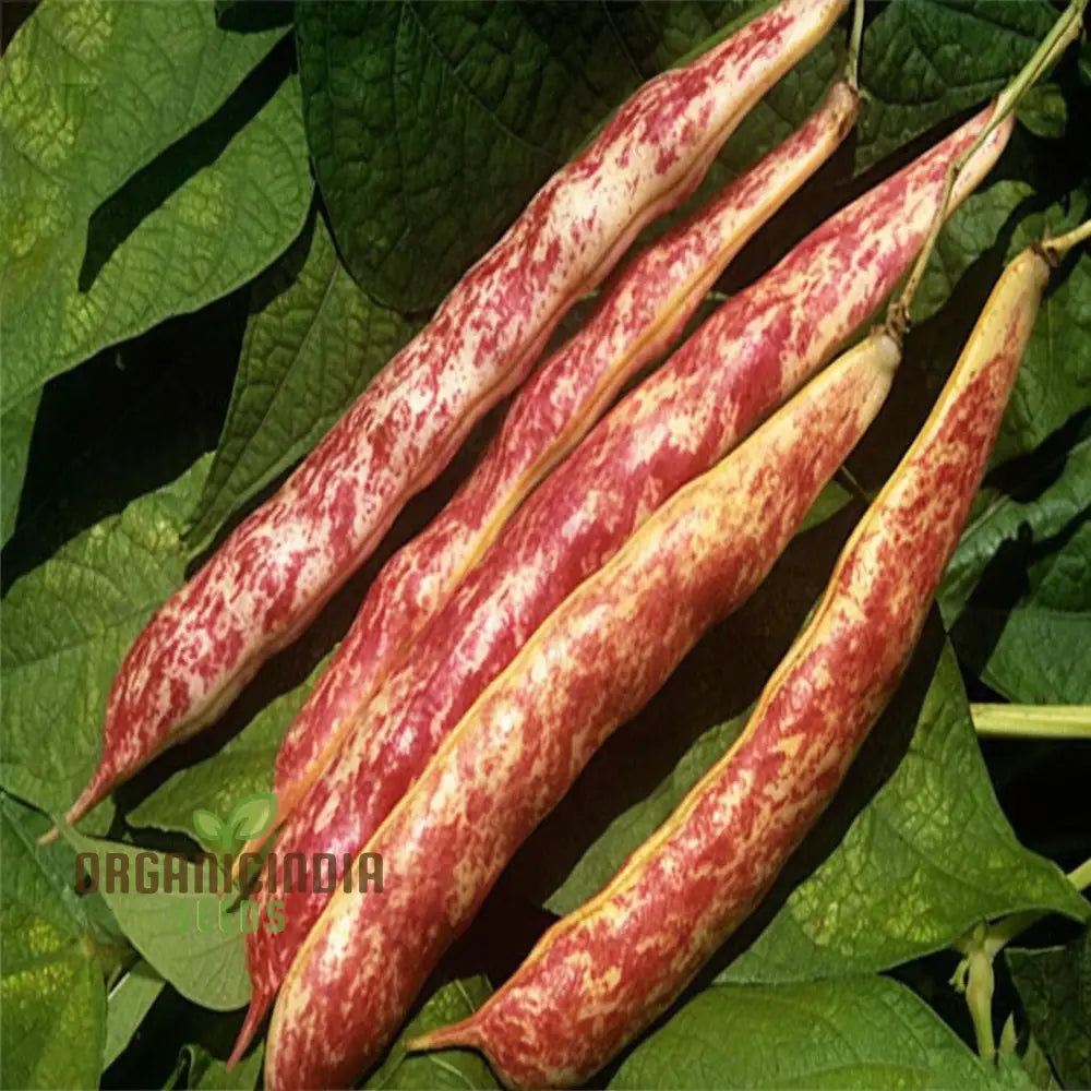 Planting And Gardening With Borlotti Bean Seeds An In-Depth Guide To Growing This Versatile