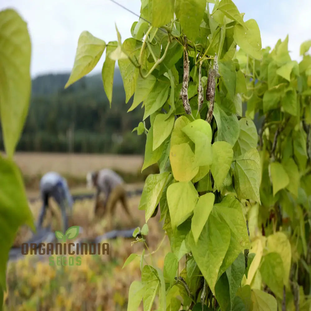 Planting And Gardening With Borlotti Bean Seeds An In-Depth Guide To Growing This Versatile